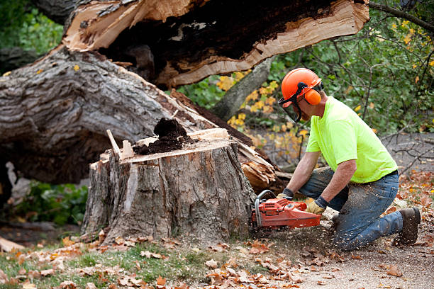 Best Fruit Tree Pruning  in USA